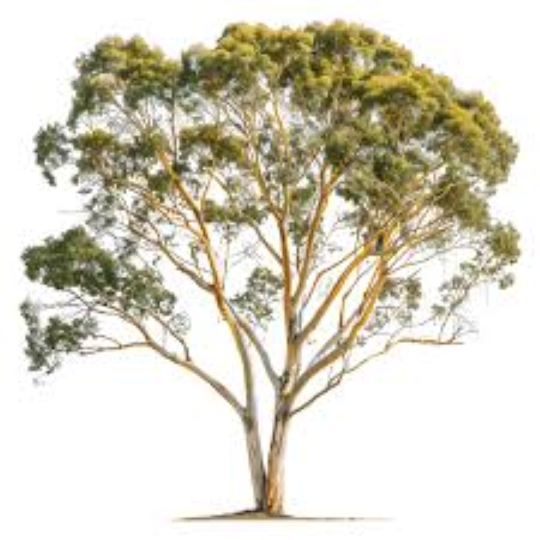 ROPIL EUCALYPTUS